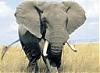 DeadElephant's Avatar