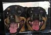 Rott Weiler's Avatar