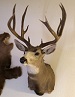 sniper_tim's Avatar